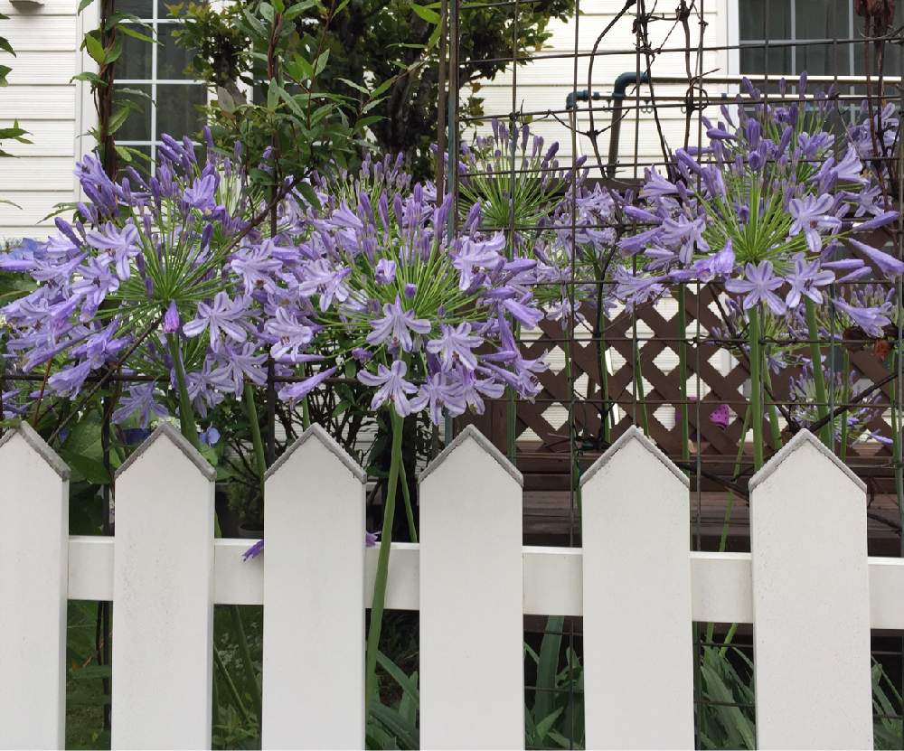 手間いらずの投稿画像 By Sunhopeさん マイガーデンと夏の花と季節の花と宿根とガーデニングと花のある暮らしとボーダーガーデンと地植えと庭の宿根草 月6月27日 Greensnap グリーンスナップ