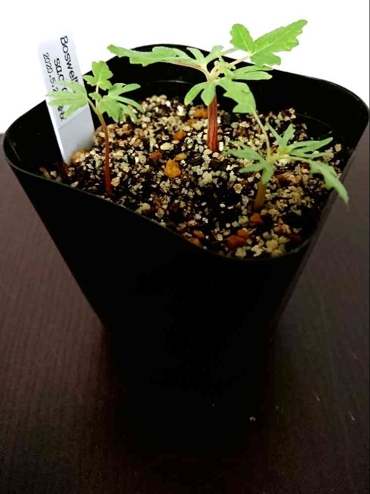 ボスウェリア サクラの一覧｜🍀GreenSnap（グリーンスナップ）