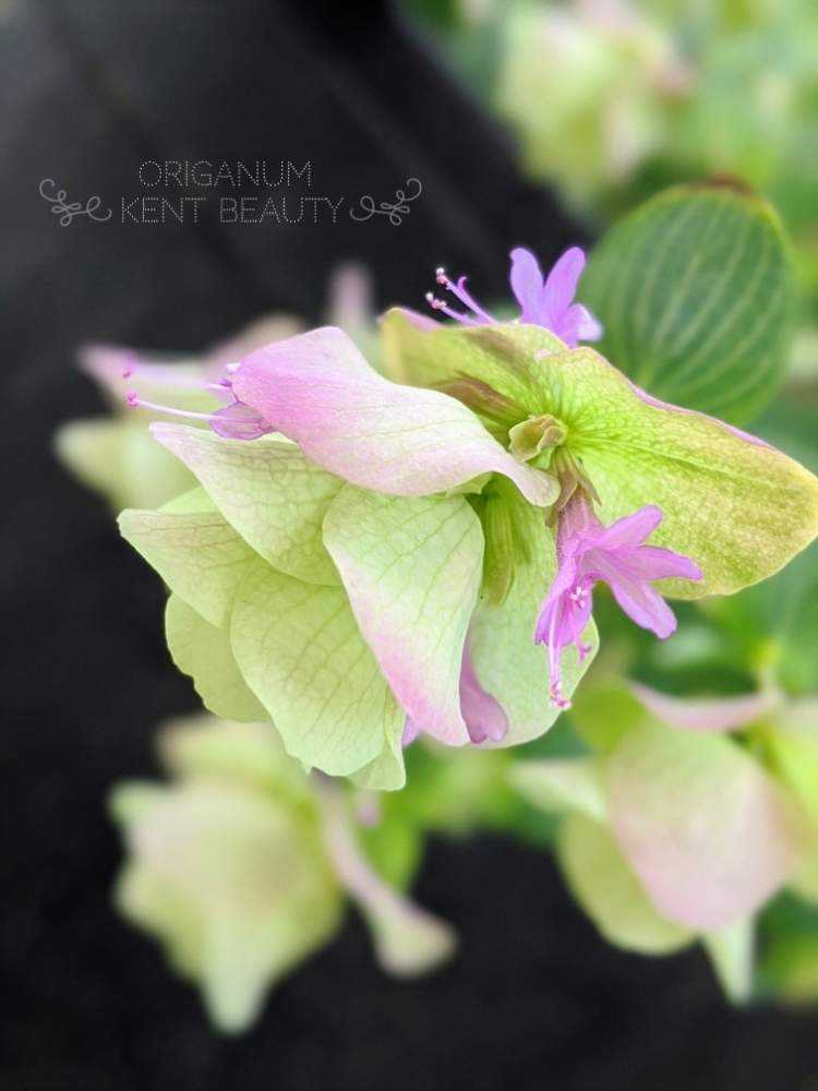 発色綺麗♡ケントオレガノビューティ 切り花 8本 花20以上 切り戻した枝を活用しよう！オレガノケントビューティーの飾り方