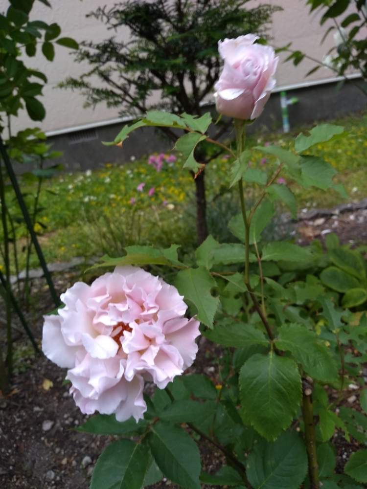 バラ ラマリエ ラマリエ バラ 香り