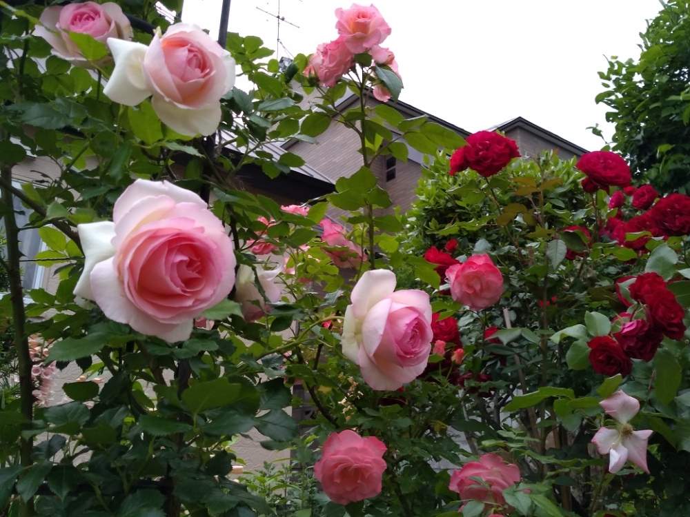 バラ ピエール ドゥ ロンサールの投稿画像 By Emiさん ピエールドゥロンサールとバラ スーリール ドゥ モナリザとバラ スーリール ドゥ モナリザとバラ スーリール ドゥ モナリザと花のある暮らしと北海道とバラ ミニバラと地植えと札幌 月6月27日