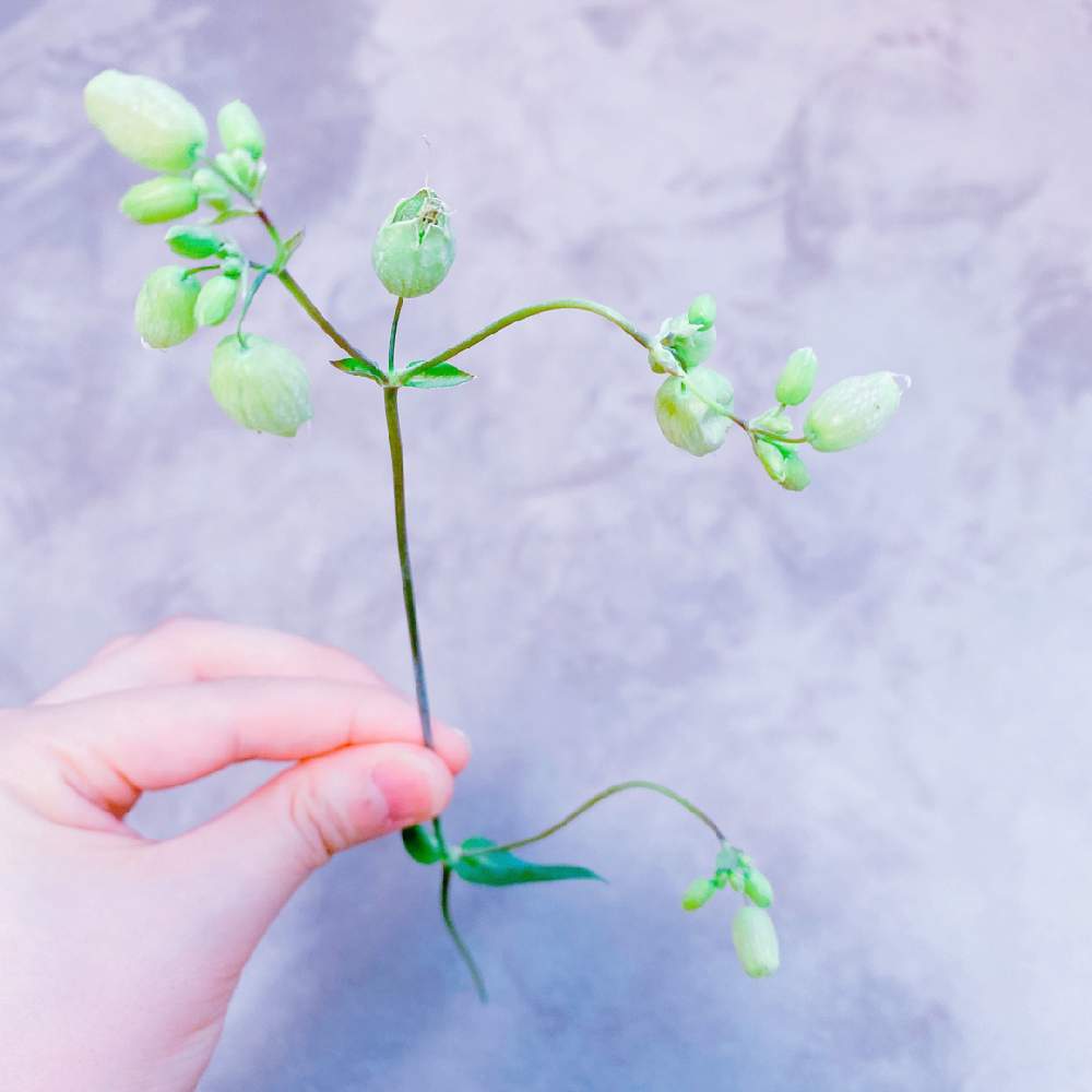 シレネグリーンベルの投稿画像 By Niki 可愛いお花屋さんが好きさん 切り花とお花のある生活と花は癒やし 月6月27日 Greensnap グリーンスナップ