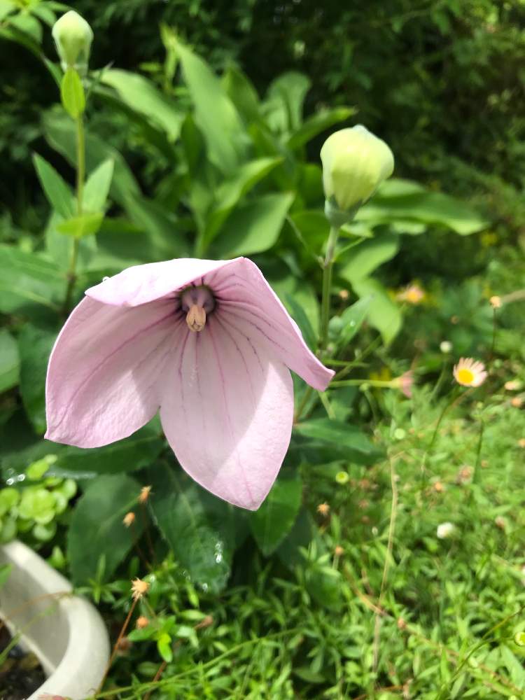 キキョウの投稿画像 By Mahoさん アストラピンクと大好きな植物とピンク色とマイガーデンと大好きな花と可愛いと花のある暮らしと6月 月6月27日 Greensnap グリーンスナップ