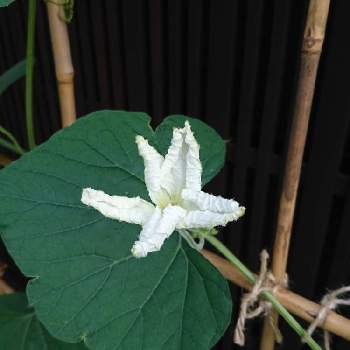 瓢箪の花の投稿画像一覧 Greensnap グリーンスナップ