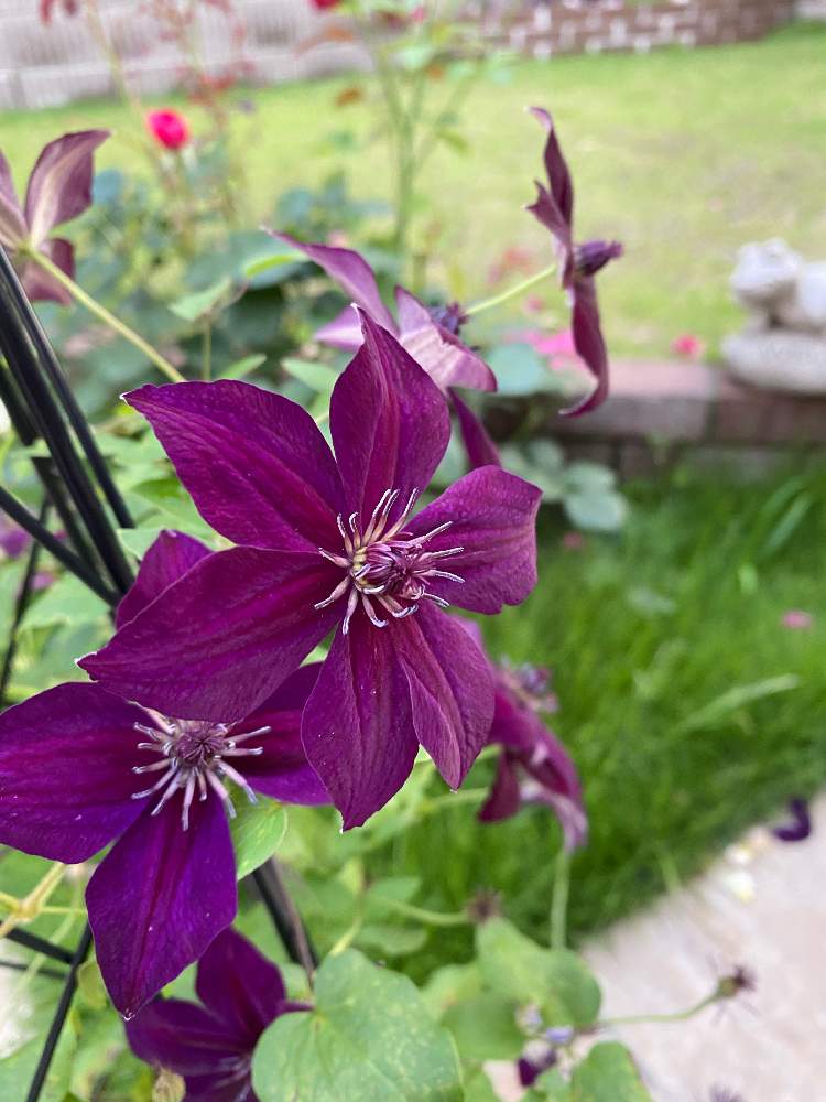クレマチス シルエットの投稿画像 By 小麦 さん 花のある暮らし 月6月27日 Greensnap グリーンスナップ