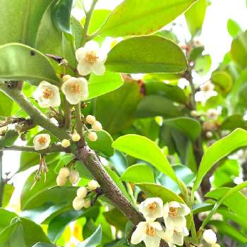 サカキの花の投稿画像一覧 Greensnap グリーンスナップ