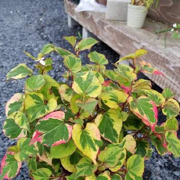 ドクダミカメレオンの投稿画像一覧 Greensnap グリーンスナップ