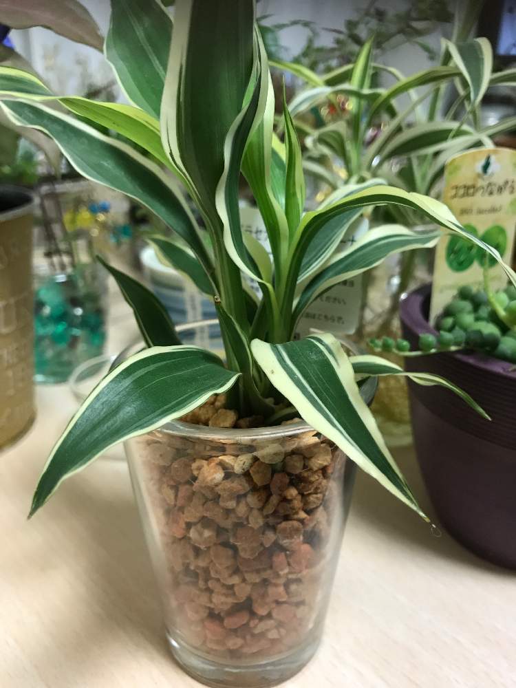 ドラセナの投稿画像 By ともちん さん ドラセナ サンデリアーナと窓辺と多肉植物と観葉植物とハイドロカルチャーと秋田とサイフォンとホームセンターとgreen Up と多肉植物と観葉植物とハイドロカルチャーと秋田とサイフォンとホームセンターとgreen Up 月6月27