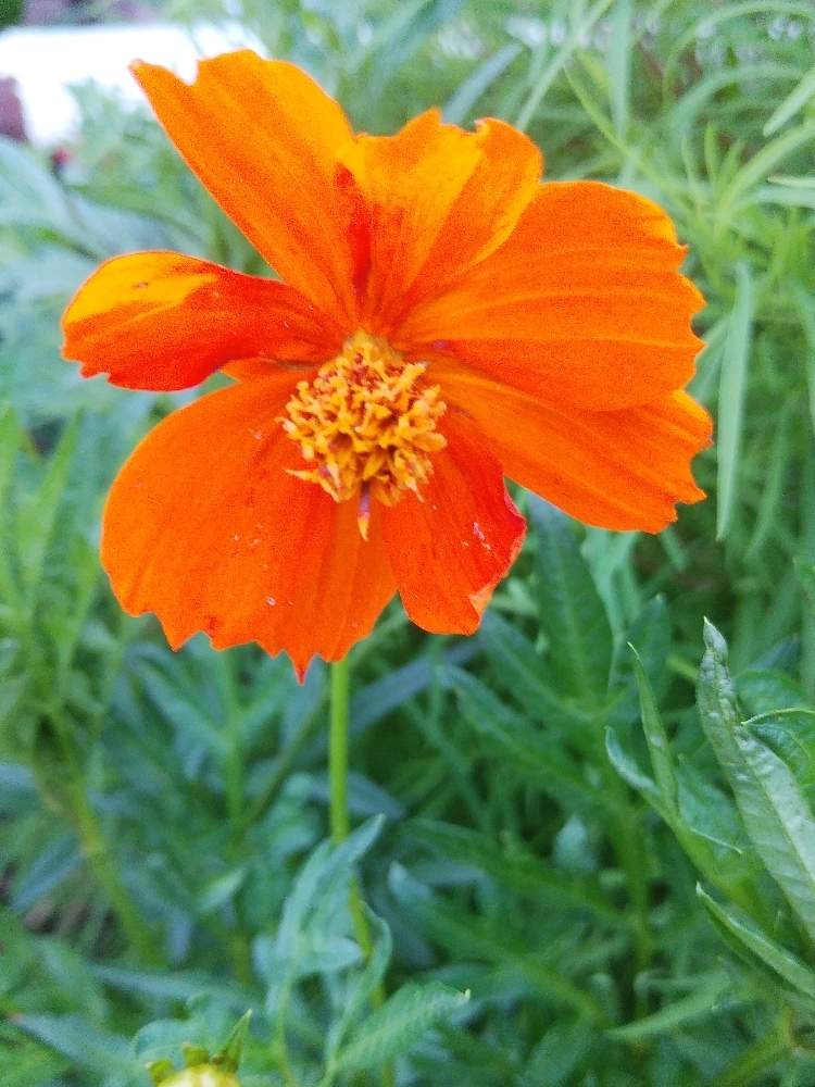 黄花コスモスの投稿画像 By ゆこ さん お出かけ先と可愛いはなと花との一期一会と会えて嬉しいとご近所散歩 と花のある暮らしとオレンジと可愛いはなと花との一期一会と会えて嬉しいとご近所散歩 と花のある暮らしとオレンジ 月6月27日 Greensnap