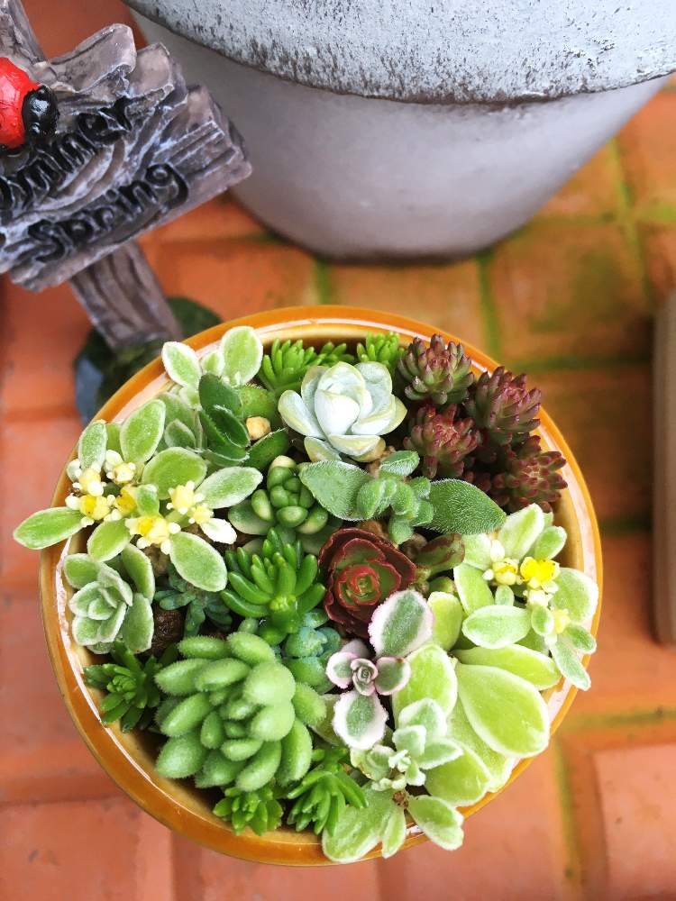 多肉中毒の投稿画像 By Morico さん 多肉植物とセリアと多肉女子と多肉寄せ植え 月6月27日 Greensnap グリーンスナップ