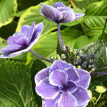 紫陽花 キラキラ星の画像 by ヒロさん | 小さな庭と紫陽花 キラキラ星