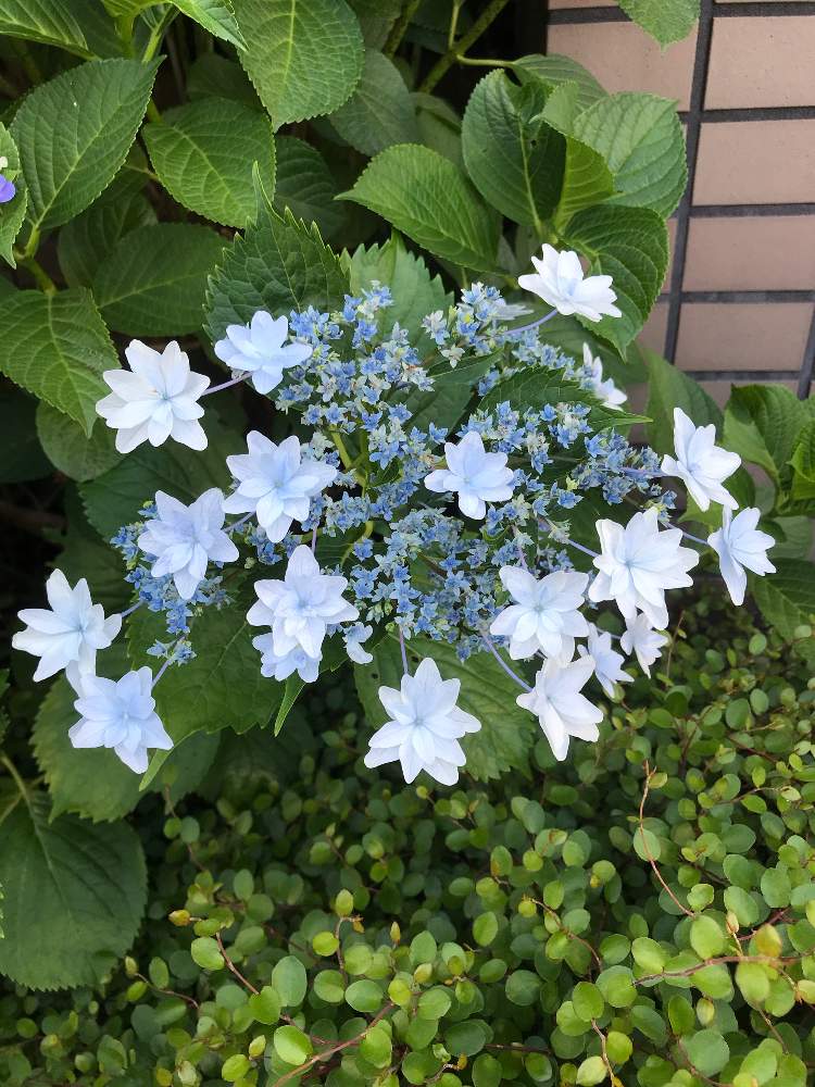 青い紫陽花の投稿画像 By 白獅子さん 青い花マニアと青い紫陽花と青い花マニア 月6月27日 Greensnap グリーンスナップ Greensnap グリーンスナップ