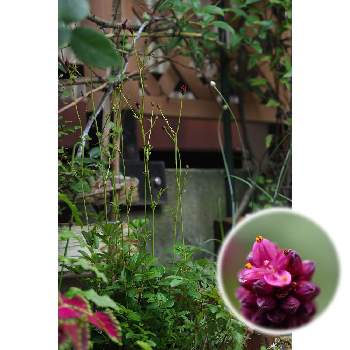 ６月の花の画像 by 我楽多さん | 小さな庭とワレモッコウとOM-D E-M1Ⅱと６月の花とOLY 40-150mm F2.8 ProとOLY 30mm F3.5 MacroとOM-D E-M10