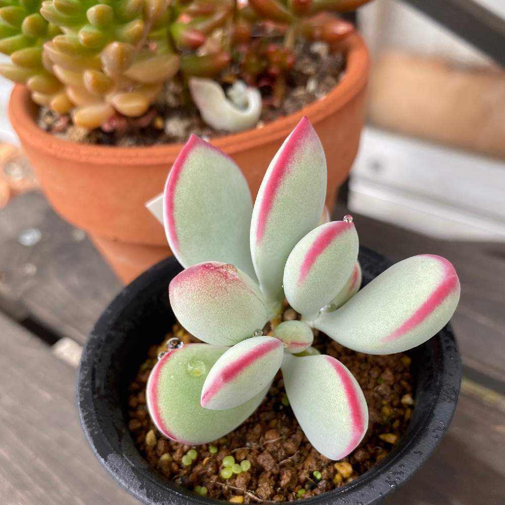 嫁入り娘の投稿画像 By Nonopiさん 多肉植物とベランダとベランダ多肉とnonopita記録用嫁入り娘と東京多肉植物 と水滴と多肉初心者 月6月27日 Greensnap グリーンスナップ