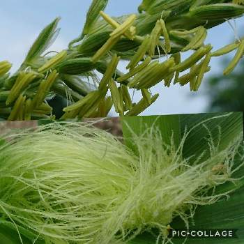 トウモロコシの雄花の投稿画像一覧 Greensnap グリーンスナップ