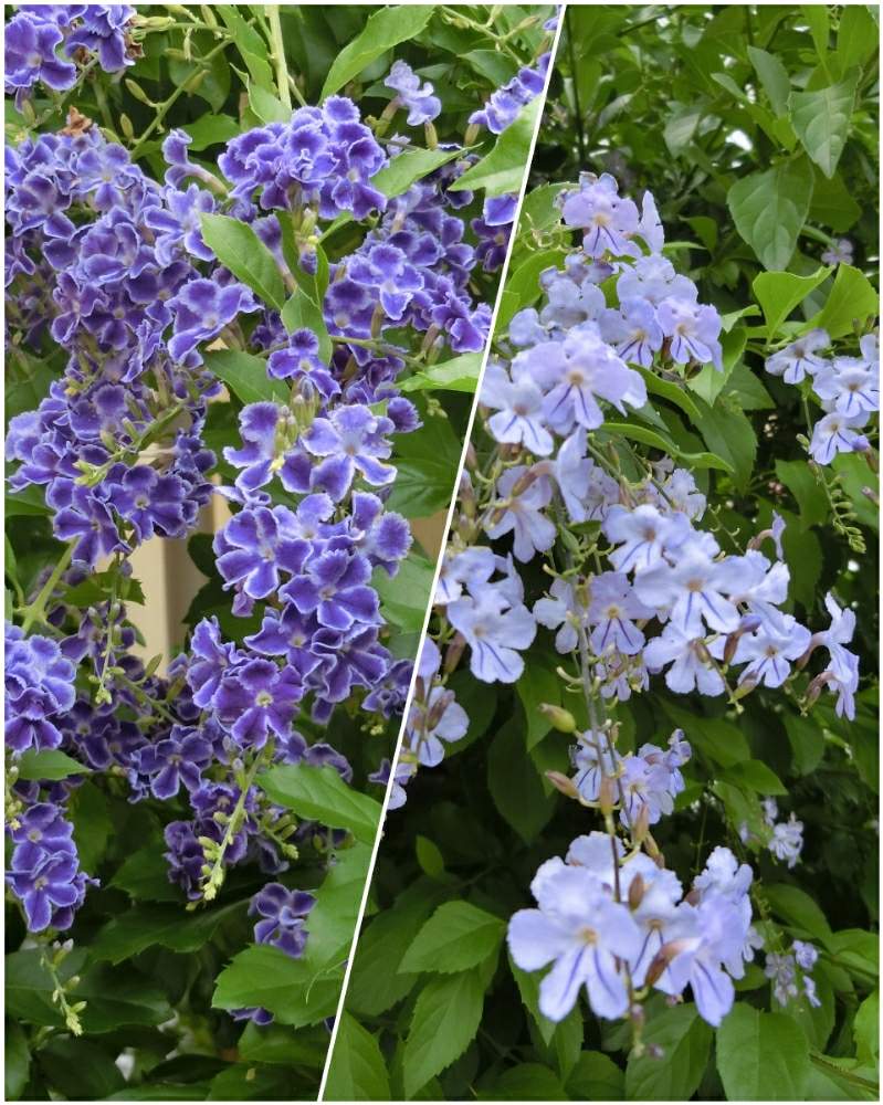 デュランタ宝塚の投稿画像 By Kevinさん デュランタ レペンス と小さい庭と素敵 と癒しと紫色の花と青い花とおうち園芸とお花大好き と可愛いと花のある暮らしと南北アメリカ原産と デュランタとデュランタとお出かけ先と 青い花と小さい庭と素敵 と癒しと紫色の花と