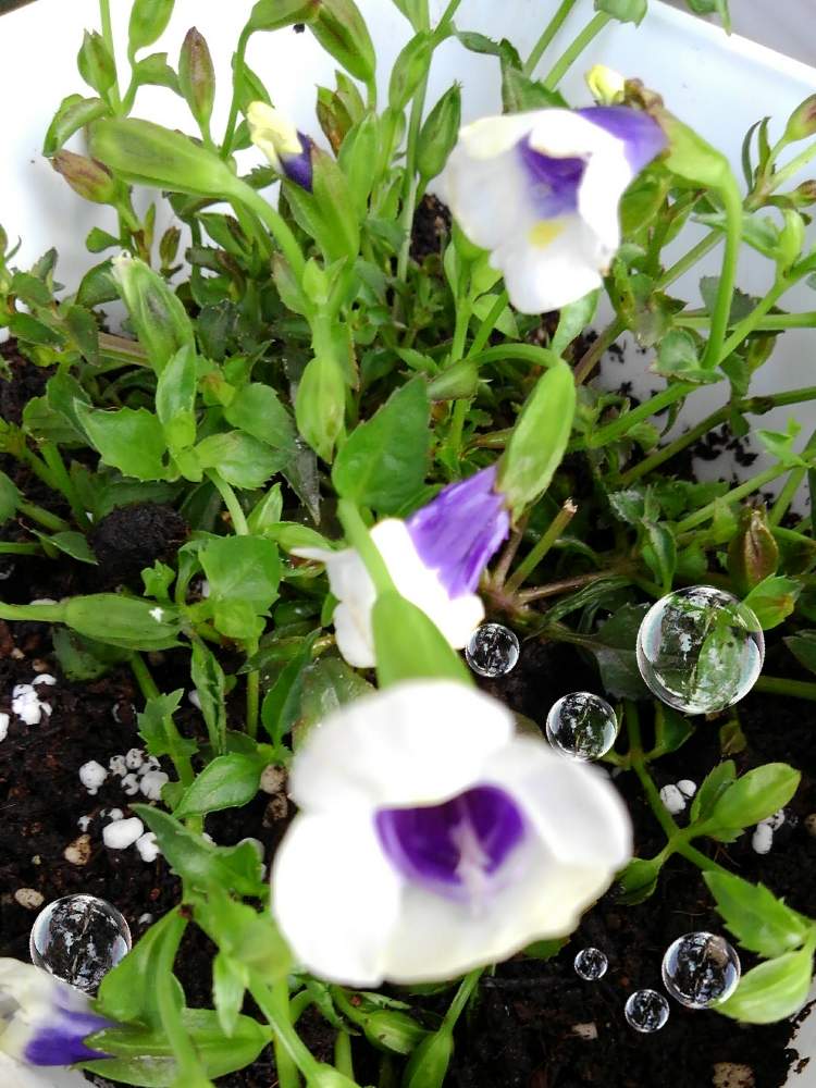 トレニアの投稿画像 By かすみそうさん 花のあるくらしと好きな色とおうち園芸と花に魅せられてと可愛い とリフレッシュ と大切なはなといやし 月6月28日 Greensnap グリーンスナップ