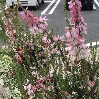 白とピンクの花の投稿画像一覧 Greensnap グリーンスナップ