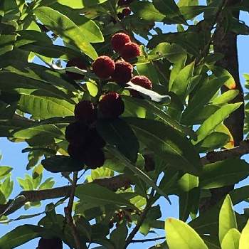 ヤマモモ科の画像 by manabeさん | 山桃とヤマモモ 実と常緑とヤマモモ科と果実とヤマモモ属といつも通る道