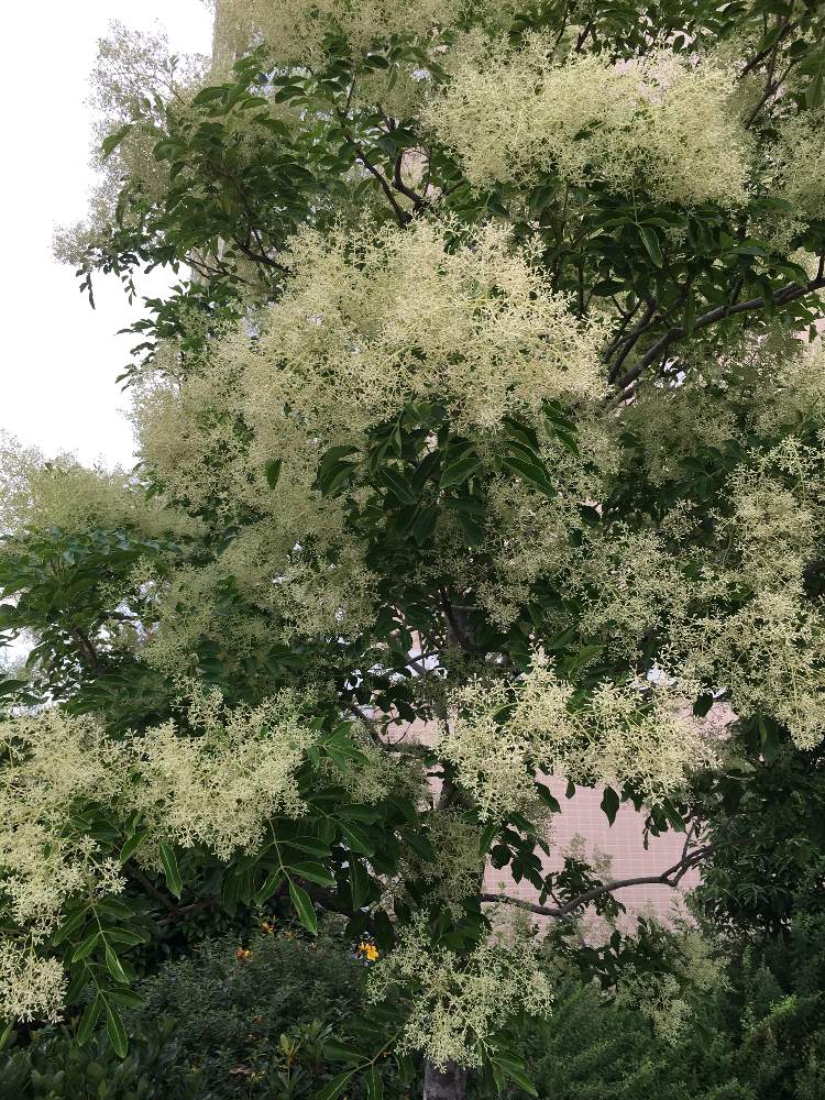 シマトネリコの花の投稿画像 By Manabeさん トネリコ属とモクセイ科トネリコ属と白いはなとモクセイ科といつも通る道と常緑木 月6月28日 Greensnap グリーンスナップ