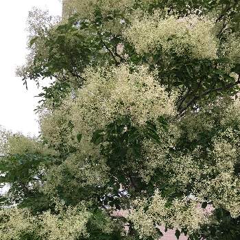 モクセイ科トネリコ属の画像 by manabeさん | シマトネリコの花とトネリコ属とモクセイ科トネリコ属と白いはなとモクセイ科といつも通る道と常緑木