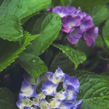 水玉雨雫の画像 by otoさん | お出かけ先と紫陽花と夏。と青い花マニアと水玉雨雫ととある花壇