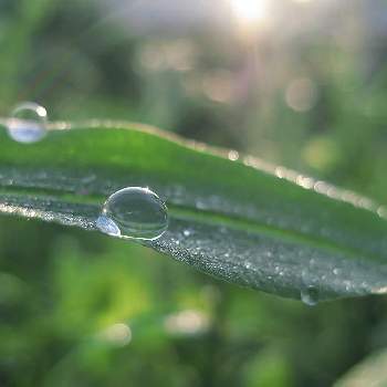 水玉雨雫の画像 by otoさん | お出かけ先と夏。と水玉雨雫とマクロレンズシリーズ水滴編