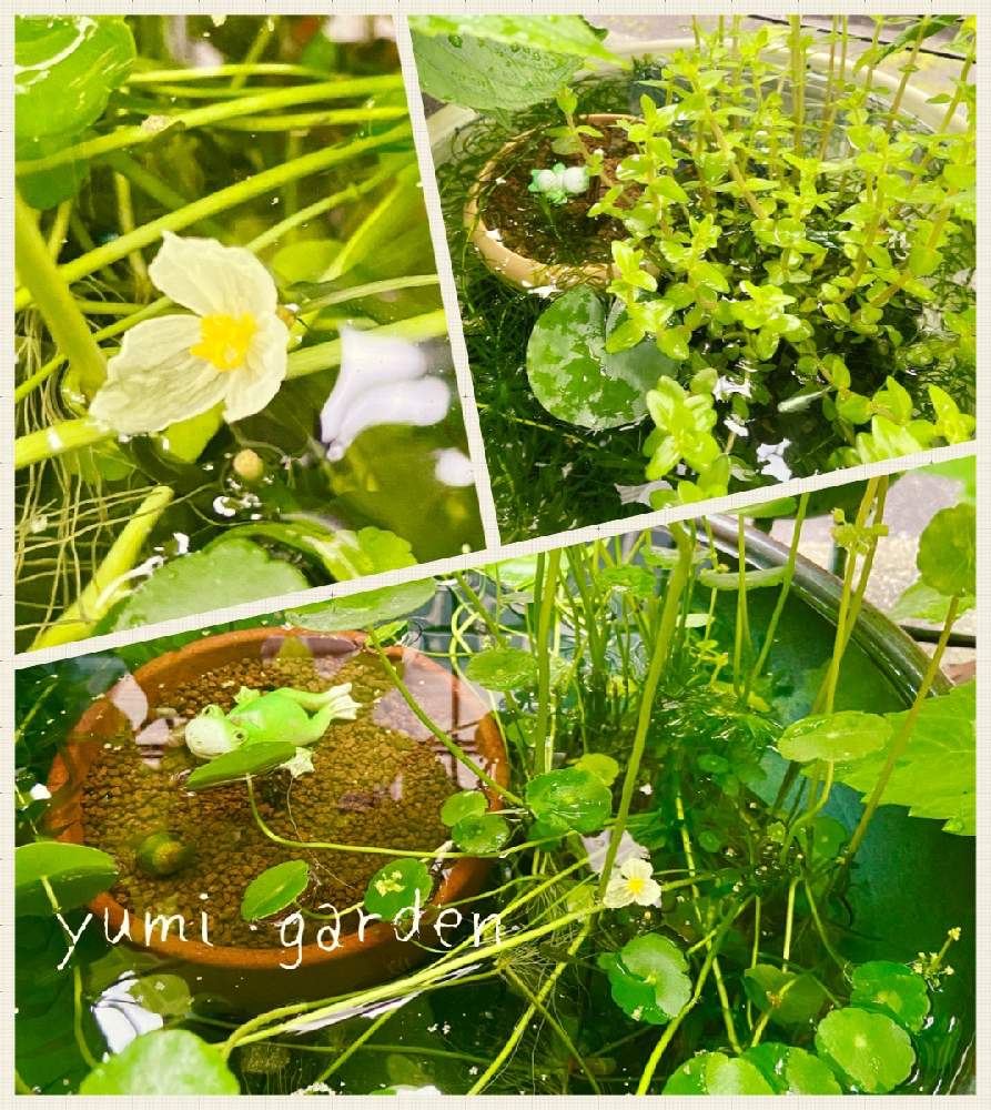 睡蓮鉢のメダカの投稿画像 By Yumiさん めだかどーこだ と睡蓮とめだかとめだかのいる暮らしと睡蓮鉢と水草とすずしげ 月6月28日 Greensnap グリーンスナップ