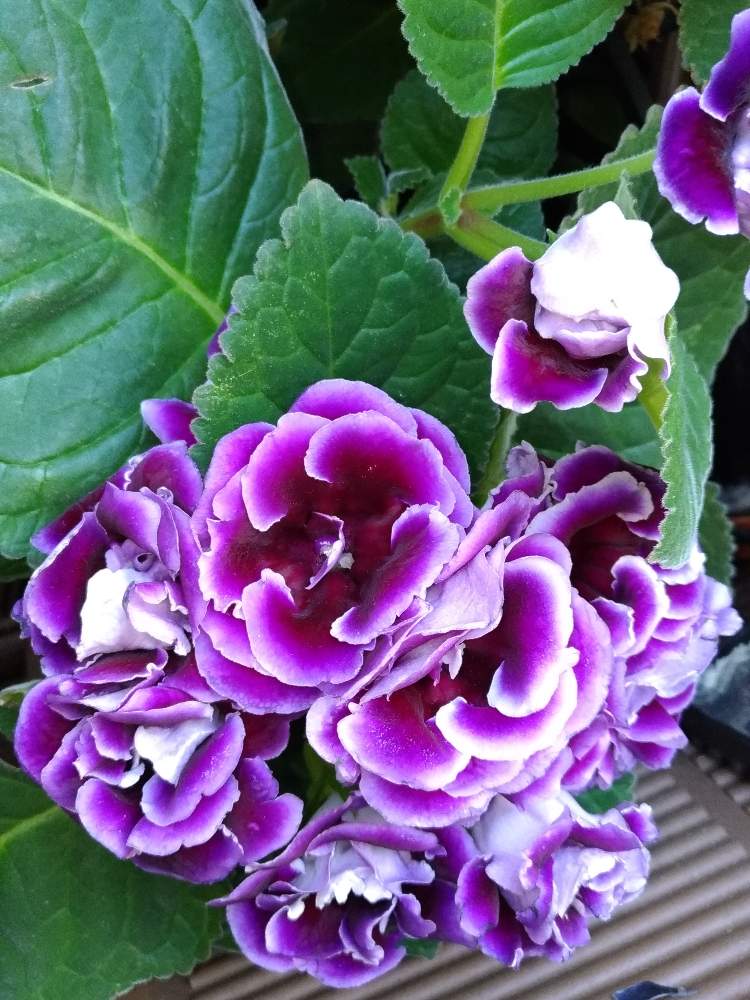 グロキシニアの投稿画像 By Rubyさん 紫の花と花のある暮らしとおうち園芸 月6月28日 Greensnap グリーンスナップ