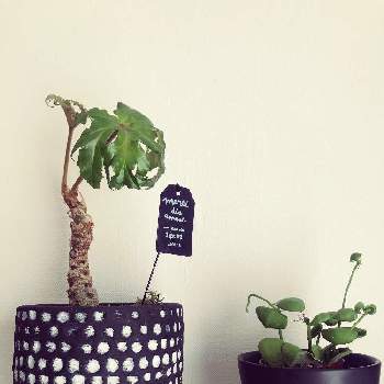 さくらベゴニアの投稿画像一覧 Greensnap グリーンスナップ