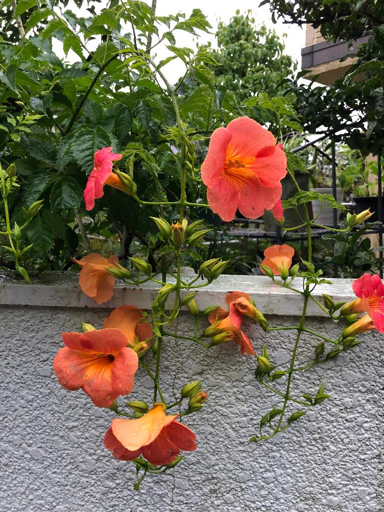 ノウゼンカズラの投稿画像 By Mizotaroさん 月6月28日 Greensnap グリーンスナップ