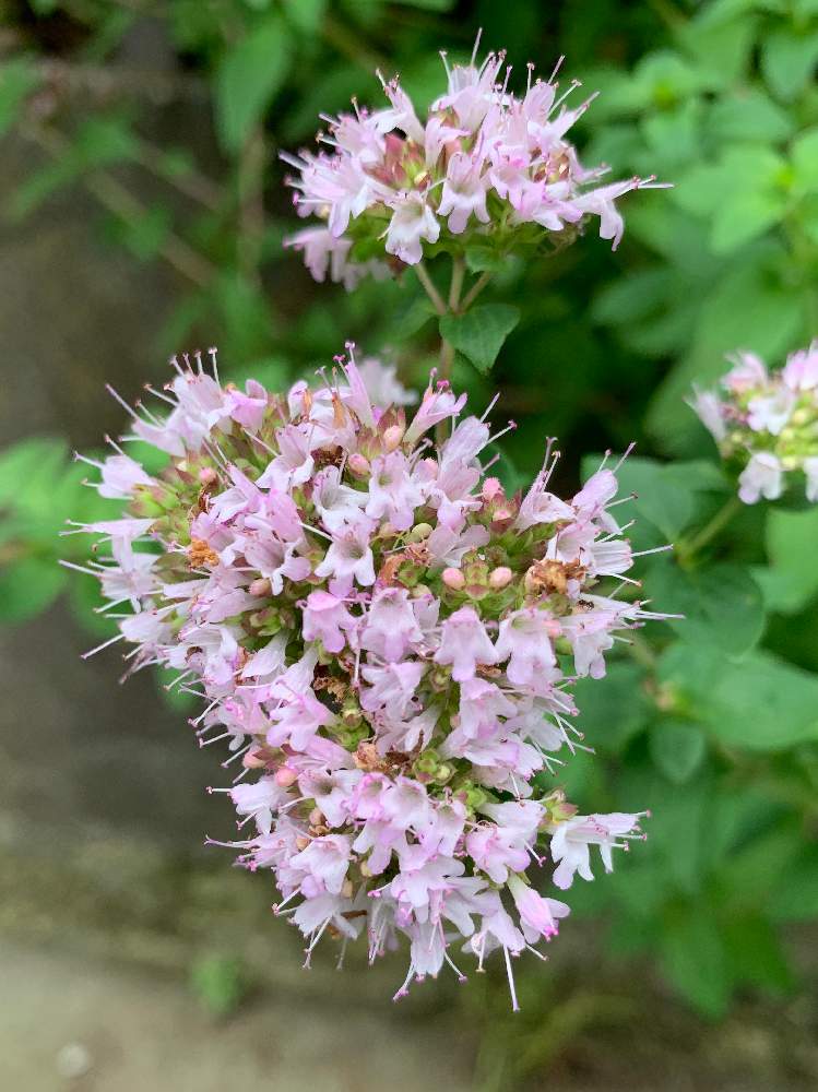 れうさんの投稿画像 月6月28日 Greensnap グリーンスナップ