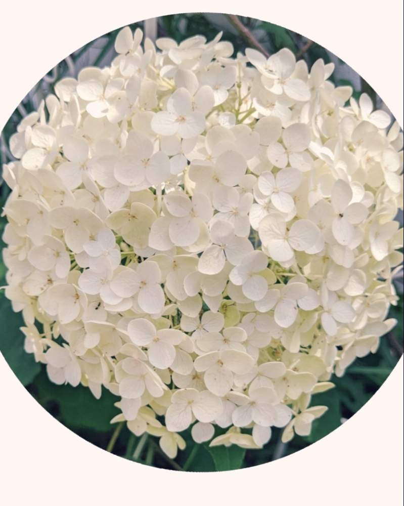 アナベルの投稿画像 By なおちゃんさん 庭木の花とおうち園芸と紫陽花 アジサイ あじさいと初夏に涼しげと宿根草の花とガーデニングと花のある暮らしとかわいいと白い花と珍しい花 月6月28日 Greensnap グリーンスナップ