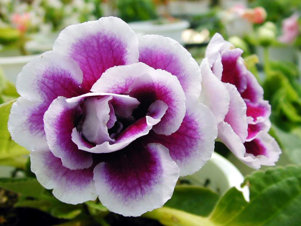 グロキシニアの投稿画像 By Hiroshiさん 夏の花と秋の花と花のある暮らしと紫色の花と今日の花と今日のお花 月6月28日 Greensnap グリーンスナップ