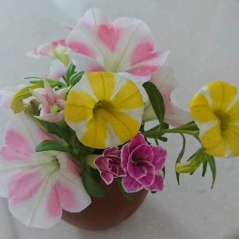 スーパーベル レモンスライスの投稿画像一覧 Greensnap グリーンスナップ