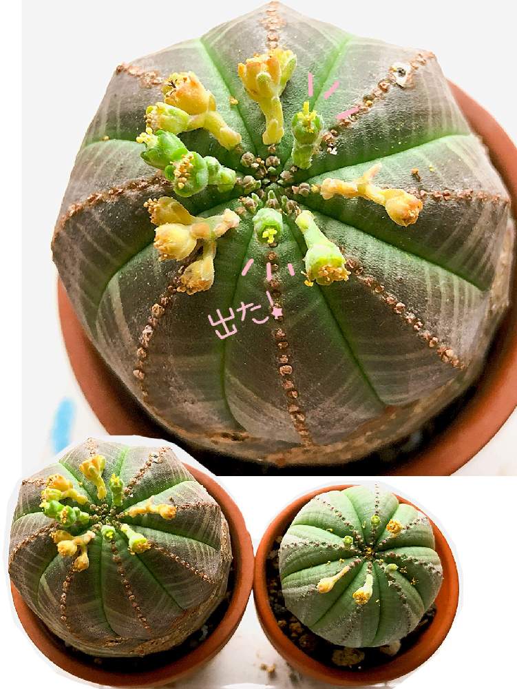 オベサの投稿画像 By 8yuki さん 多肉植物と こまち多肉部 とバラと夢clubと多肉植物と こまち多肉部 とバラと夢club 月6月28日 Greensnap グリーンスナップ Greensnap グリーンスナップ