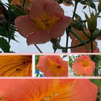 のうせんかずらの投稿画像一覧 Greensnap グリーンスナップ