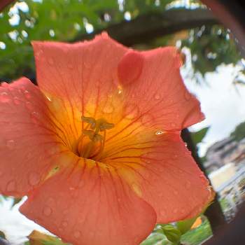 のうせんかずらの投稿画像一覧 Greensnap グリーンスナップ