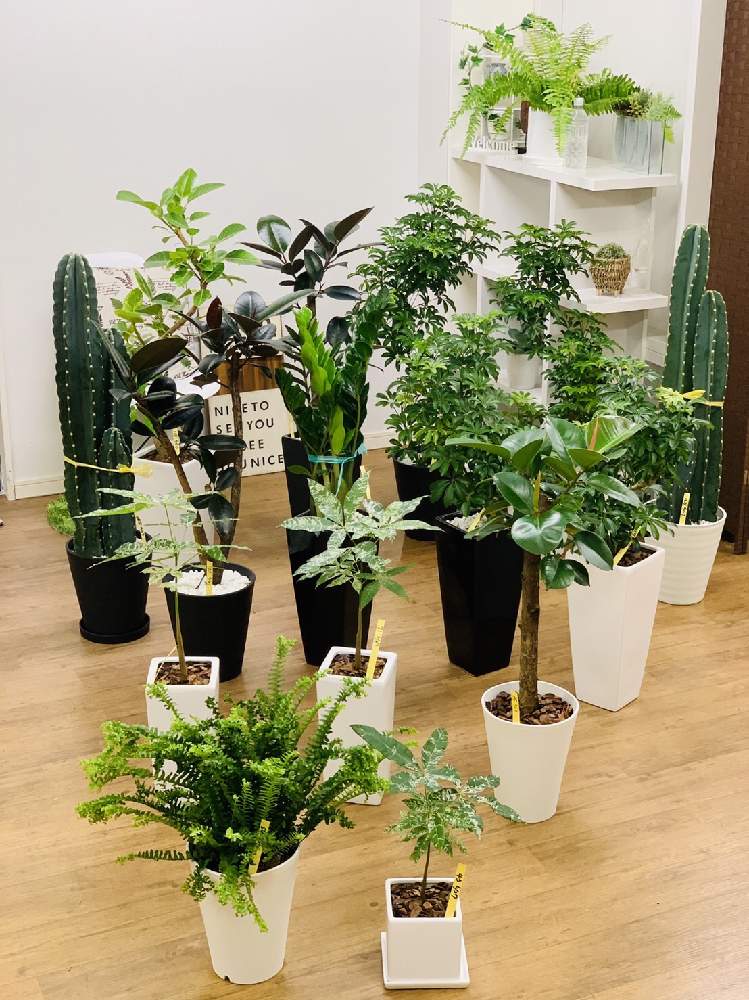 ミルキーウェイの投稿画像 By E Ranさん フィカス アルティシマと柱サボテンとフィカス バーガンディとデコラゴムとザミオクルカス ザミフォーリアとシェフレラ コンパクタと石化タマシダとボストンファン斑入りとインテリアと観葉植物を楽しむとみどりのある暮らしと ミルキーウェイの投稿画像 By E Ranさん フィカス アルティシマと柱サボテンとフィカス バーガンディとデコラゴムとザミオクルカス ザミフォーリアとシェフレラ コンパクタと石化タマシダとボストンファン斑入りとインテリアと観葉植物を楽しむとみどりのある暮らしと