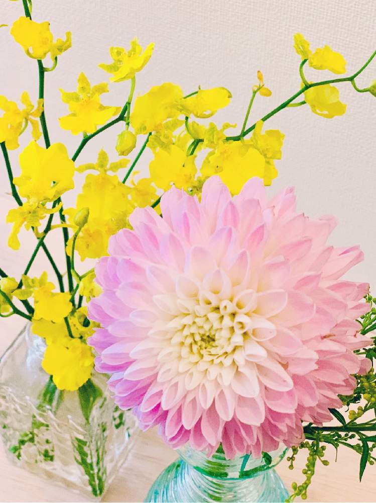 オンシジュームの投稿画像 By Izuminさん ダリアと切り花と花瓶と花のある暮らしと可愛い 月6月28日 Greensnap グリーンスナップ