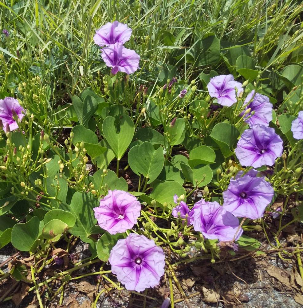 グンバイヒルガオの投稿画像 By ききららさん 月6月28日 Greensnap グリーンスナップ