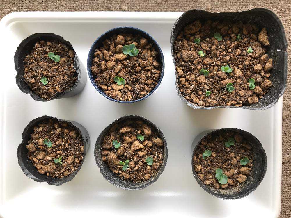 子宝草の成長記録⭐︎｜🍀GreenSnap（グリーンスナップ）