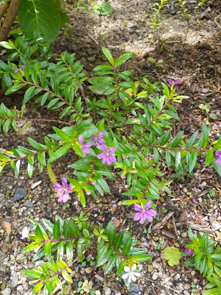 クフェアの投稿画像 By かよさんさん 月6月28日 Greensnap グリーンスナップ