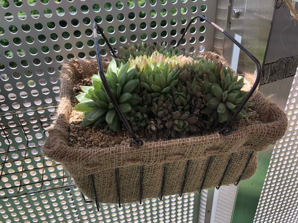 多肉 百均のカゴアレンジ 植え替え Greensnap グリーンスナップ