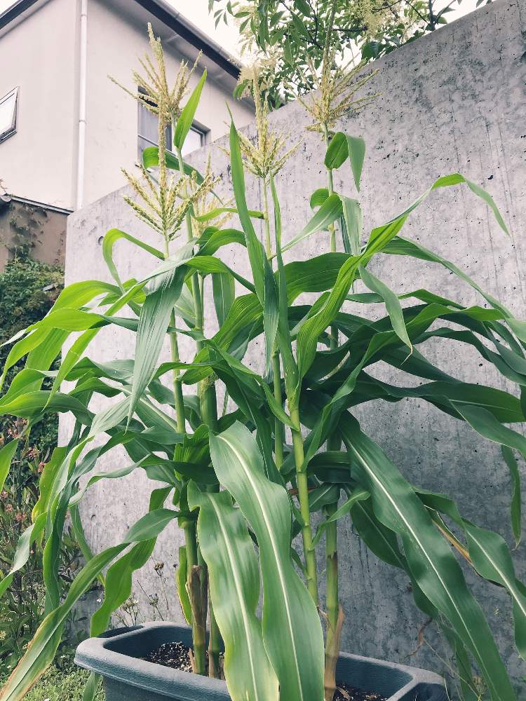 ヤングコーン の投稿画像 By ソラミさん プランター野菜と初心者とおうちde菜園とおうち園芸と自己流 月6月28日 Greensnap グリーンスナップ