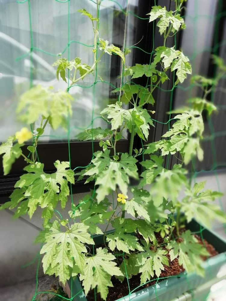 ゴーヤの投稿画像 By Churarinさん ゴーヤー とリビング前と植物のある暮らしとプランター野菜とプランターとおうちde菜園とコンクリートの上と野菜作り初チャレンジとおうち園芸と梅雨 とグリーンカーテンとプランター栽培とゴーヤカーテンと園芸初心者と沖縄大好きと玄関 ゴーヤの投稿画像 By Churarinさん ゴーヤー とリビング前と植物のある暮らしとプランター野菜とプランターとおうちde菜園とコンクリートの上と野菜作り初チャレンジとおうち園芸と梅雨 とグリーンカーテンとプランター栽培とゴーヤカーテンと園芸初心者と沖縄大好きと玄関