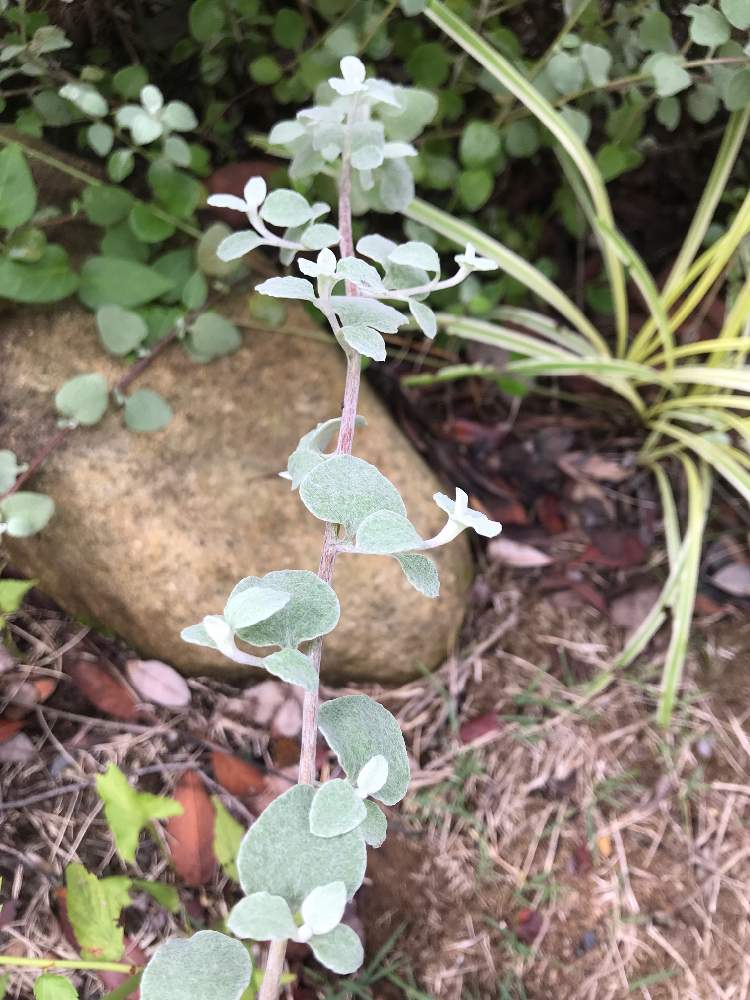 あかねさんの投稿画像 月6月28日 Greensnap グリーンスナップ