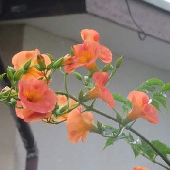 巻き付くノウゼンカズラの投稿画像一覧 Greensnap グリーンスナップ