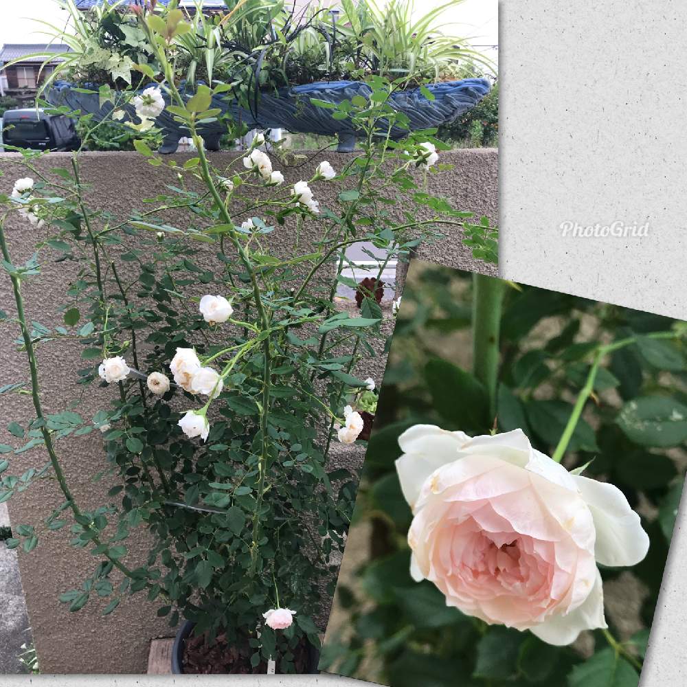 アリエッタ 鉢植え 6号鉢 バラ 大苗 河本バラ園 薔薇 94 以上節約 バラ