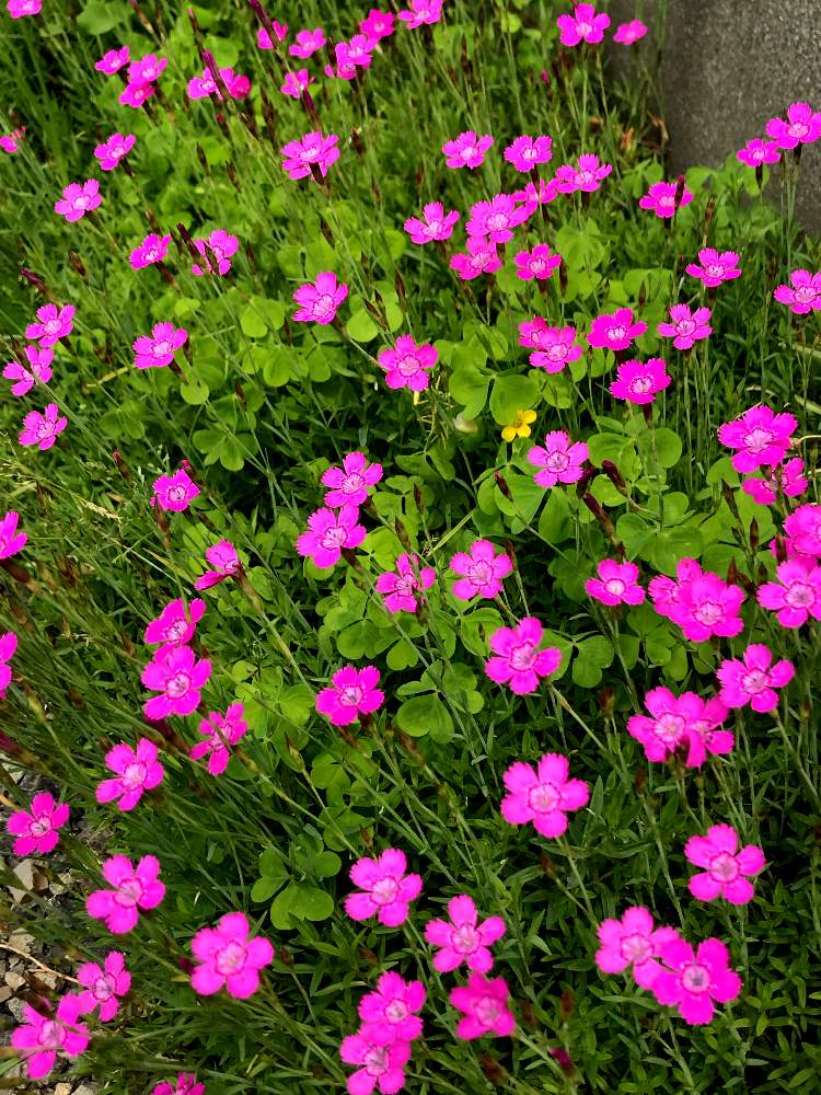 のき下の投稿画像 By ニコニコ花しさん ピンクの花とおうち園芸とピンクと小さい花とかわいい 月6月28日 Greensnap グリーンスナップ